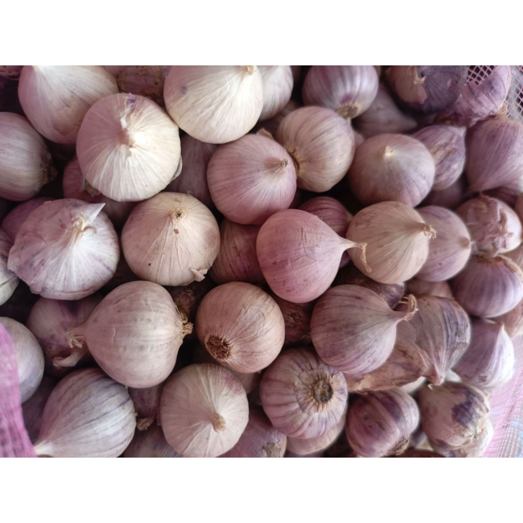 

Bawang putih tunggal sedang 500 gram - new