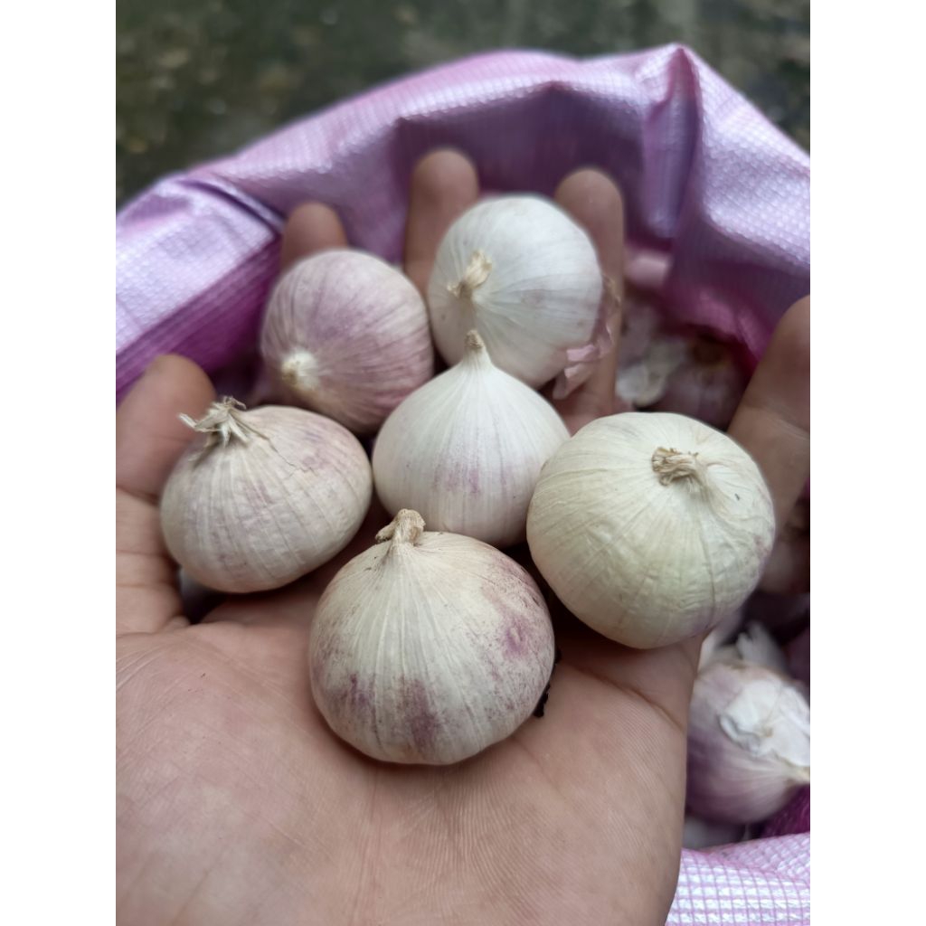 

BAWANG putih Tunggal | 1 kg ,Fresh Barang Baru Import