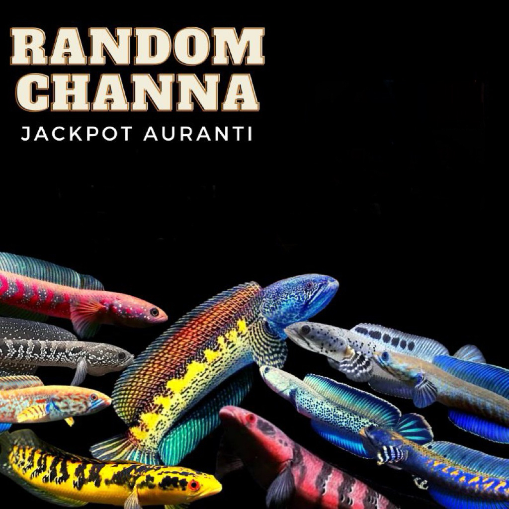 mistery box channa tanpa zonk terjamin beruntung 100%