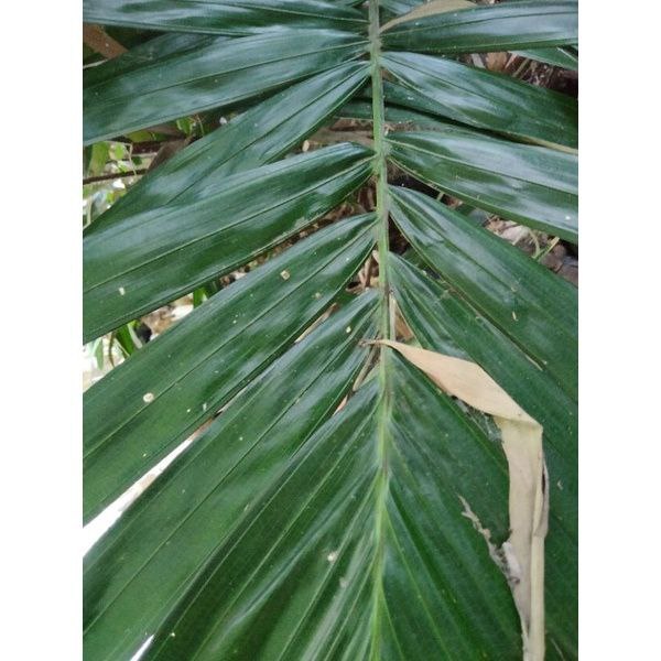 

Daun salak segar per lembar