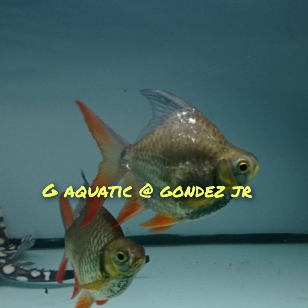 ikan kaviat green SB size 5-6cm