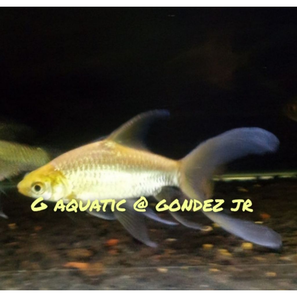 ikan kaviat albino slayer size 15cm