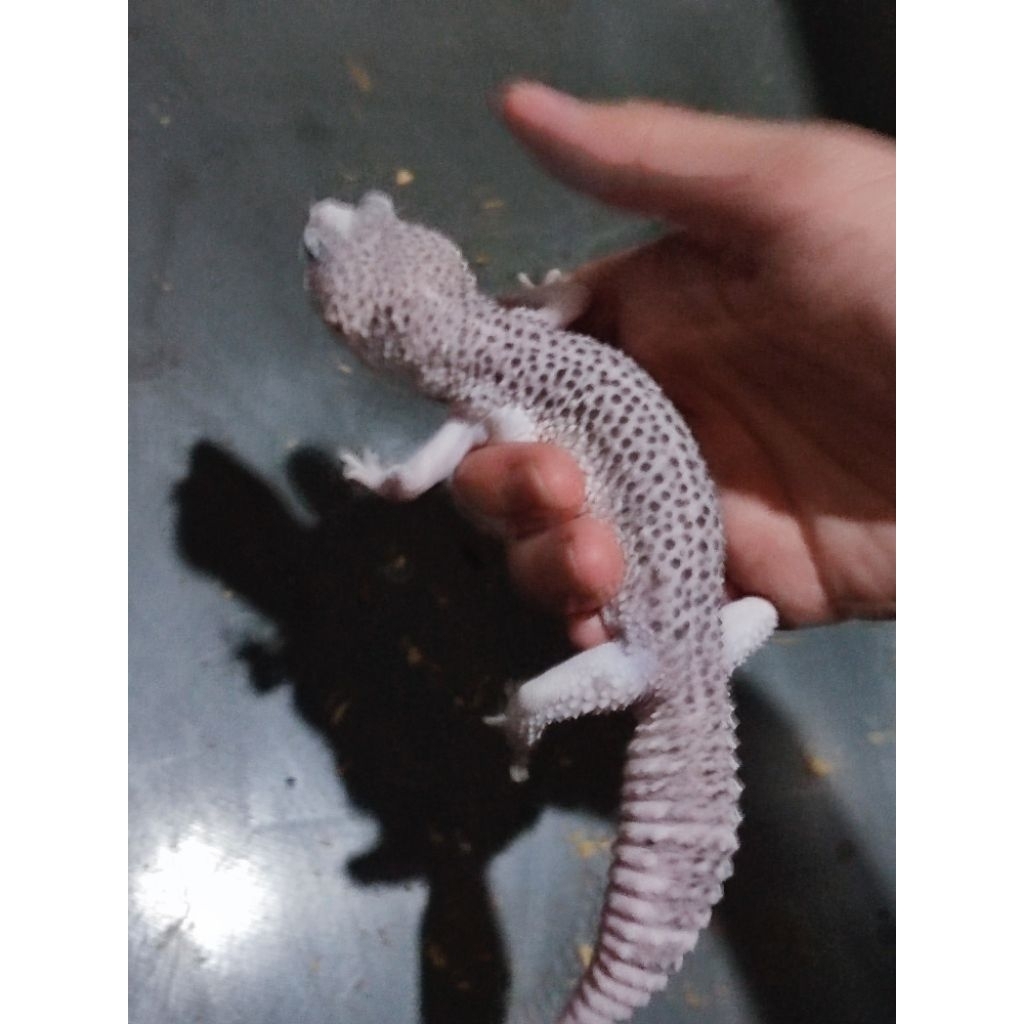 Leopard Gecko Pied Jantan Hewan Peliharaan Grab Sameday