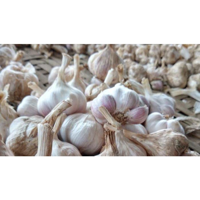 

bawang putih kotor segar best seller