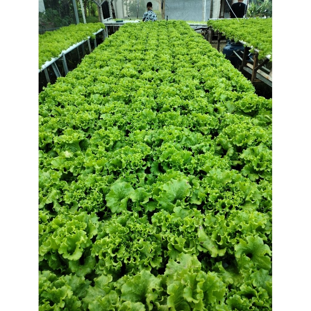 Benih Selada Caipira F2/Bibit Selada Hidroponik/Bibit Selada Kriting
