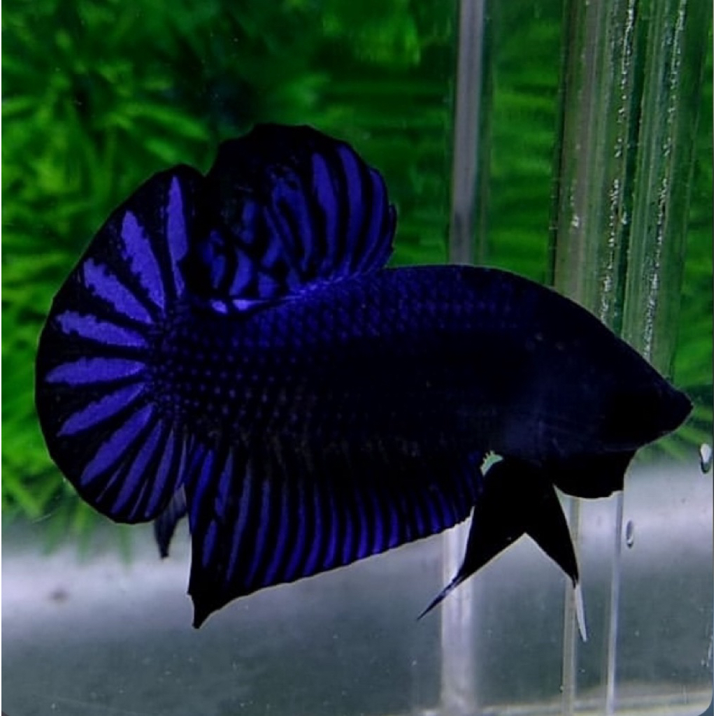 cupang alien blue super galak mental oke