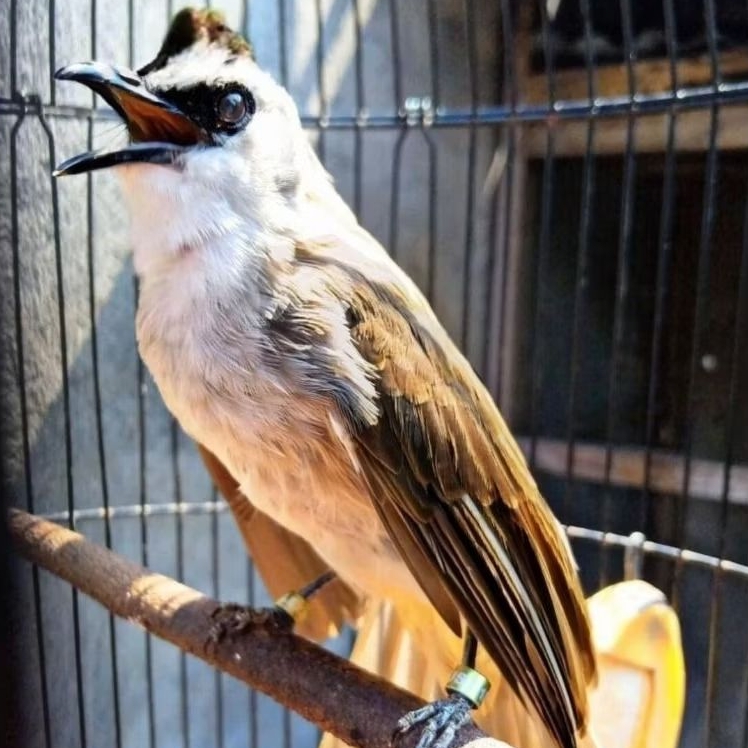 Burung Trucukan Gacor Dor