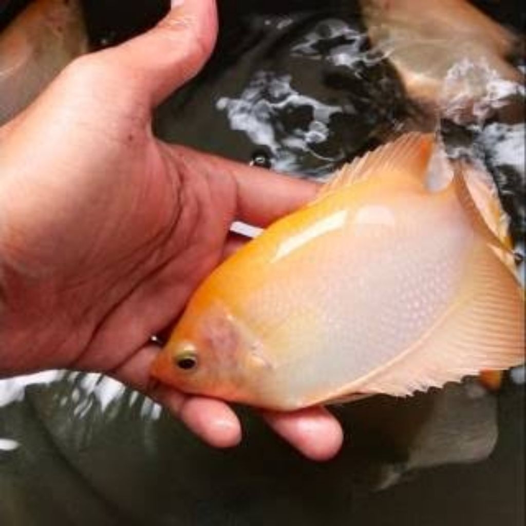 gurame Padang 3-4 jari 10 ekor