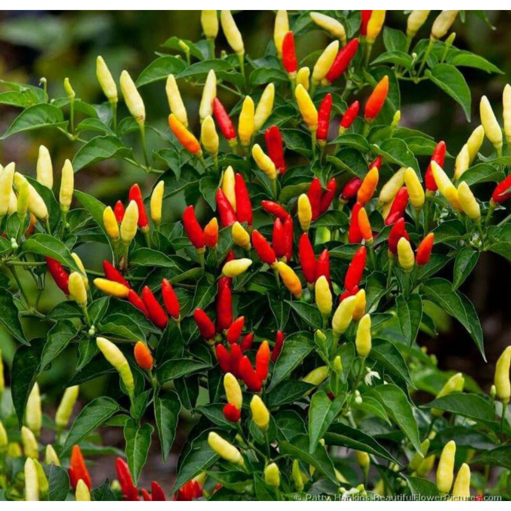 25 Benih Biji Rawit Putih Tegak