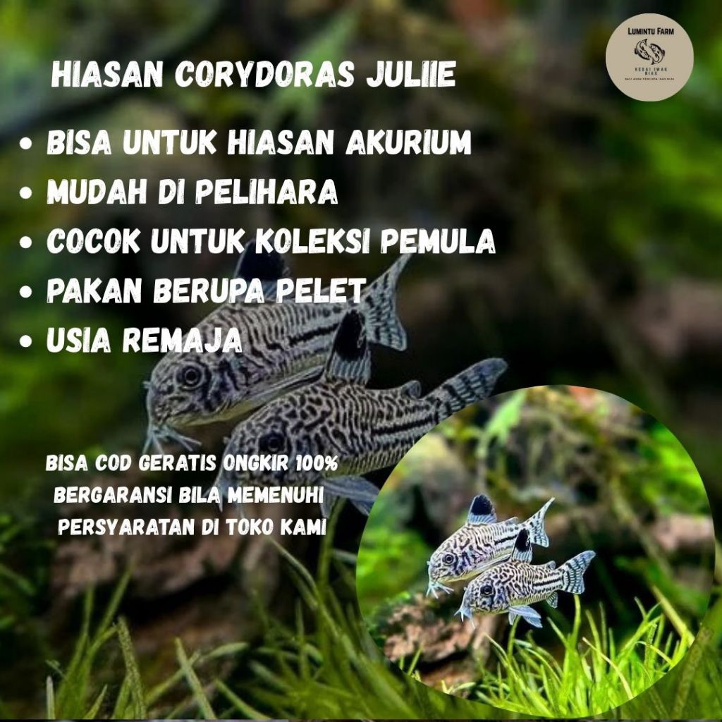 HIASAN AKURIUM CORIDORAS JULI
