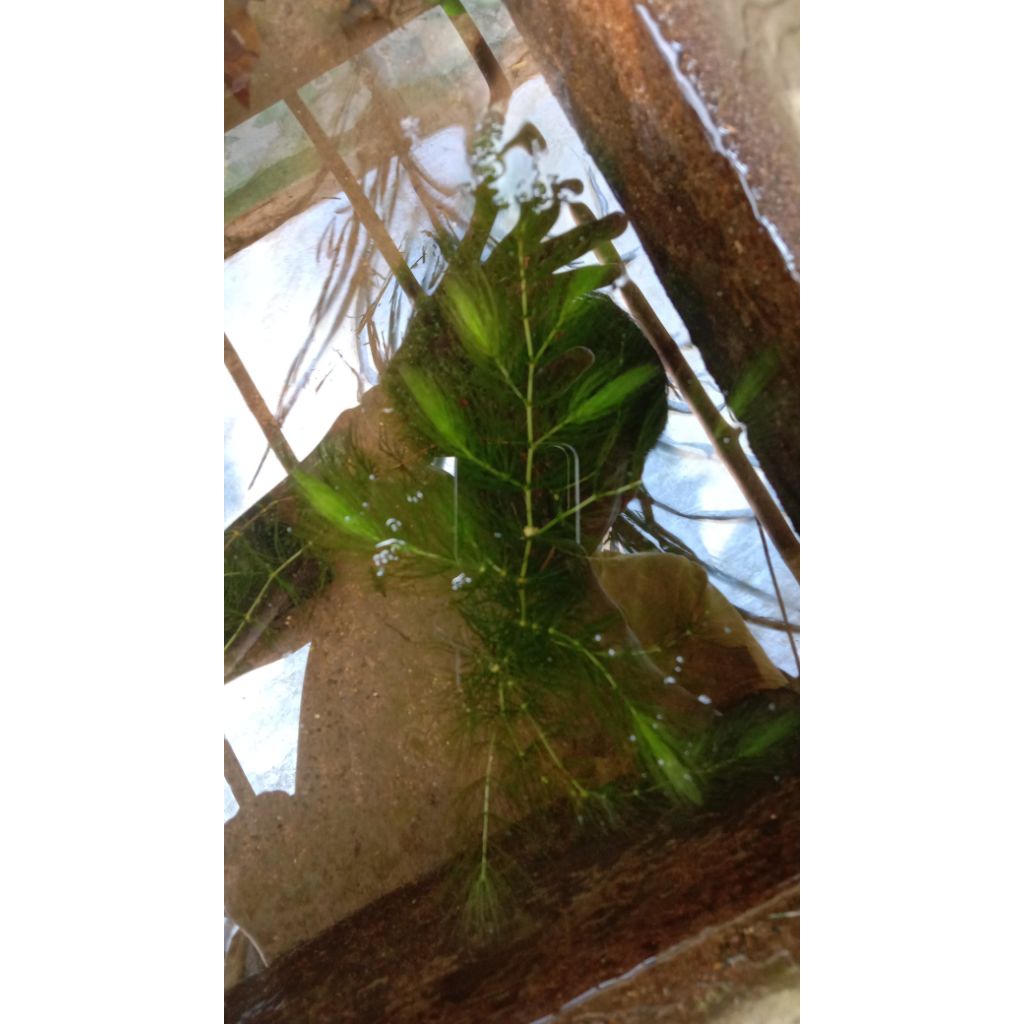 Tanaman air ganggang air demersum hiasan aquarium