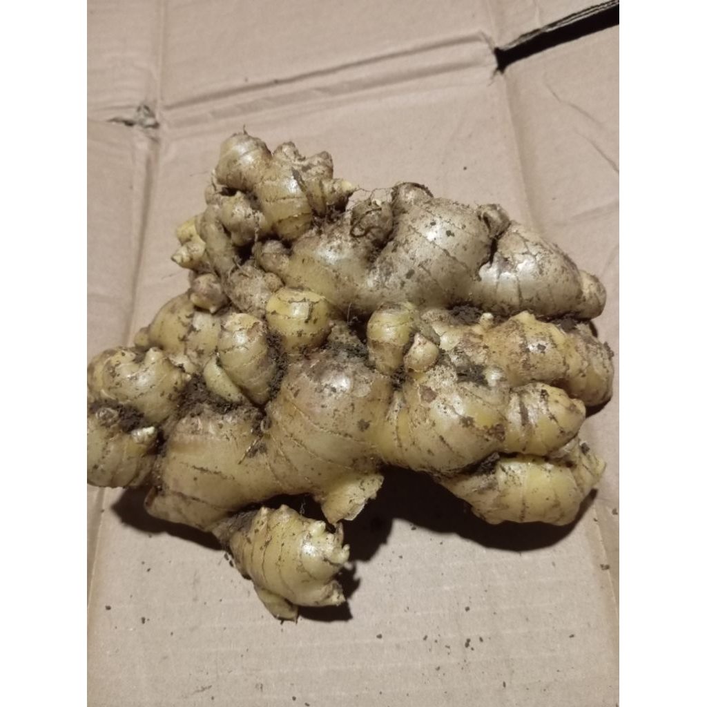 

Rimpang Jahe Gajah Super 1kg Press