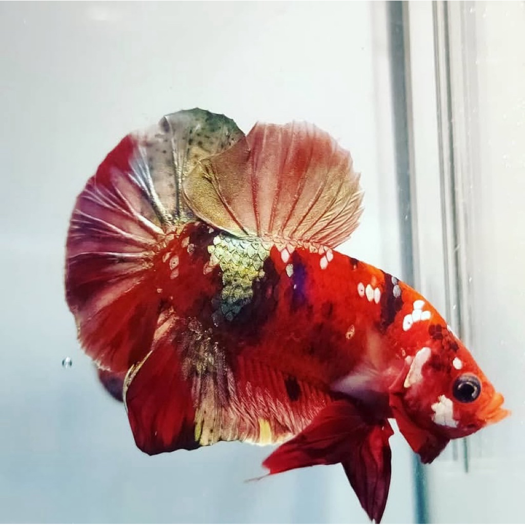 cupang red koi galaxy grade A, warna istimewa, kualitas bagus