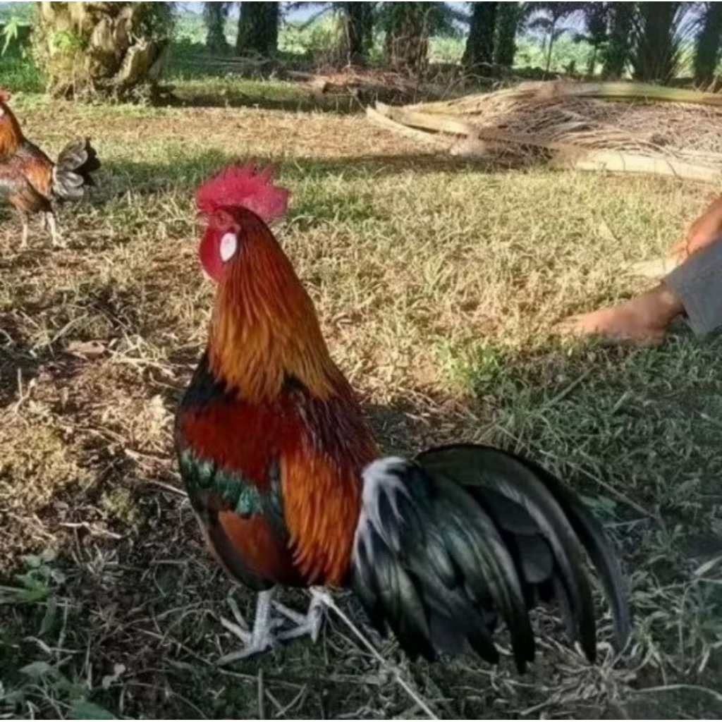 PROMO telur ayam hutan asli bisa untuk di tetaskan