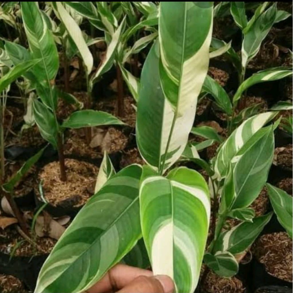 Tanaman pohon helicornia/pisang variegata