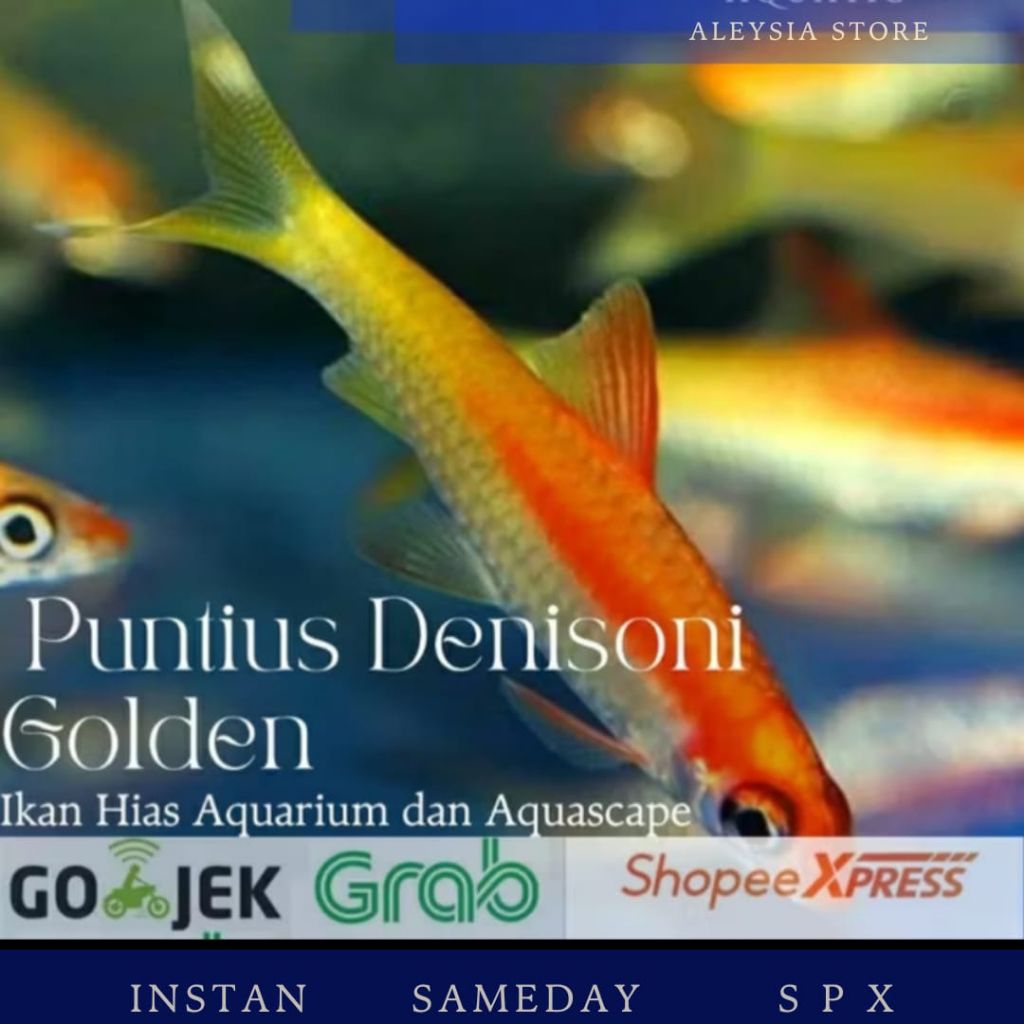 Puntius Golden Denisoni Koleksi Hiasan Aquarium Dan Aquascape