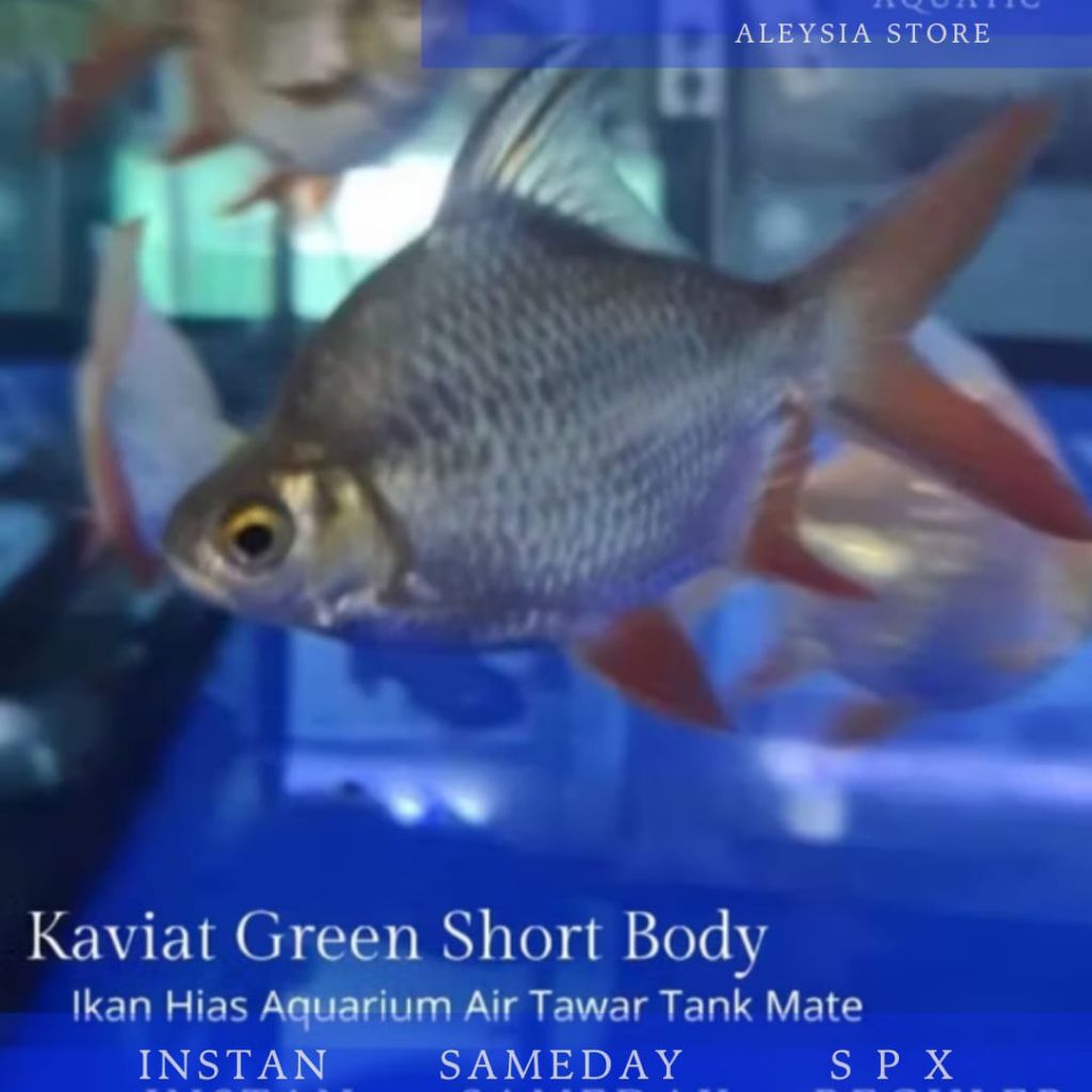 Green Kaviat Bangkok Short Body Tankmate Hiasan Aquarium dan Kolam