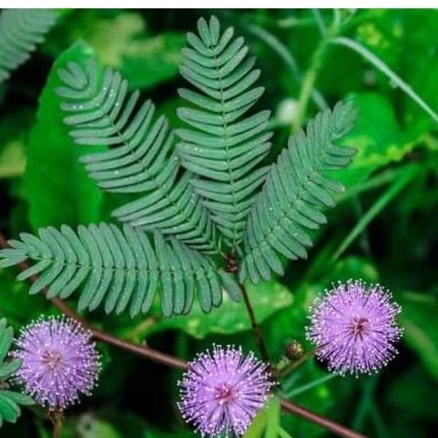 

Daun putri malu segar 250gr