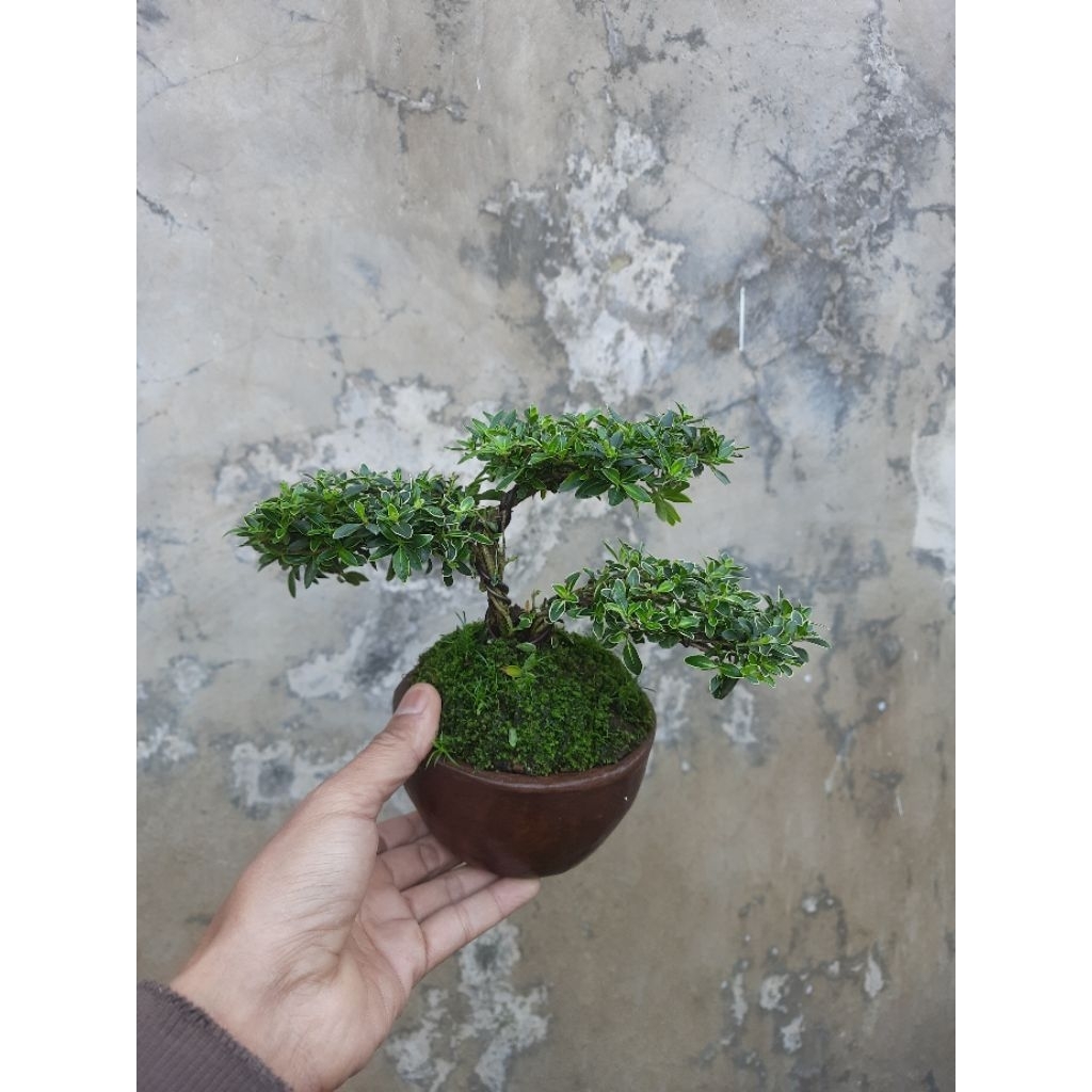 Bonsai Melati Jepang Bentuk Bulat | Bonsai Mirten | Bonsai Hingkip