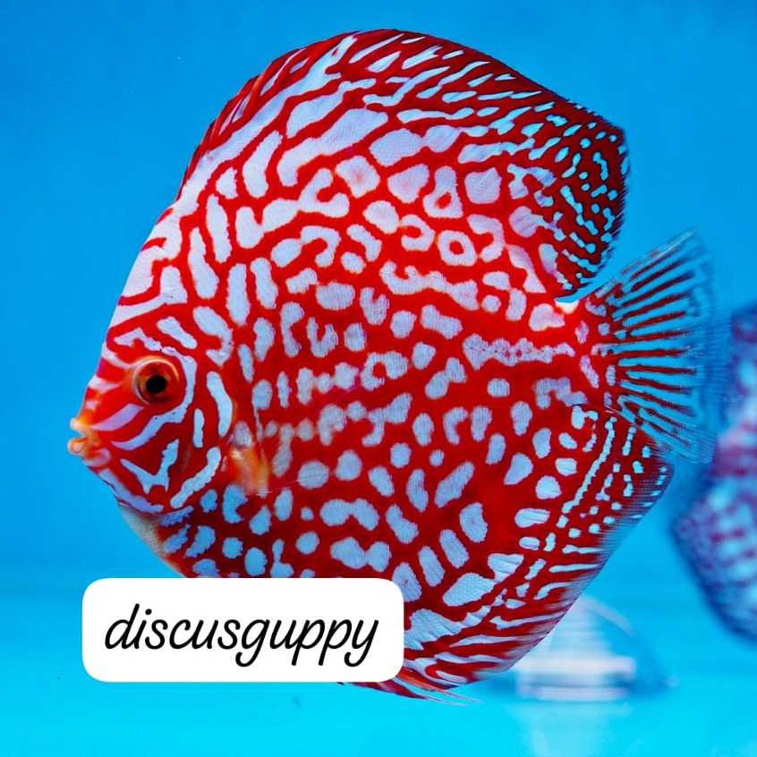 Pigeon Discus - Enhanced Edition