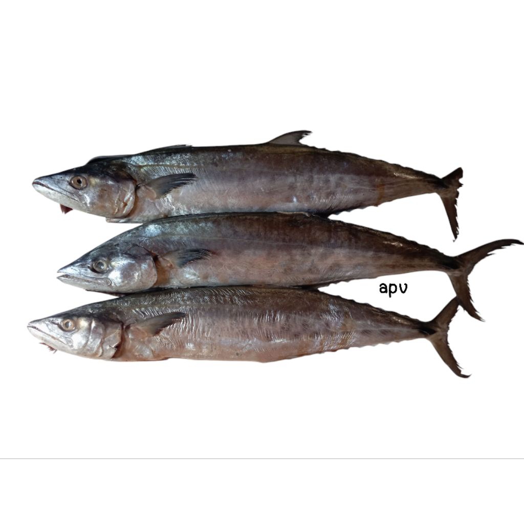 

ikan tenggiri segar fresh 1 kg