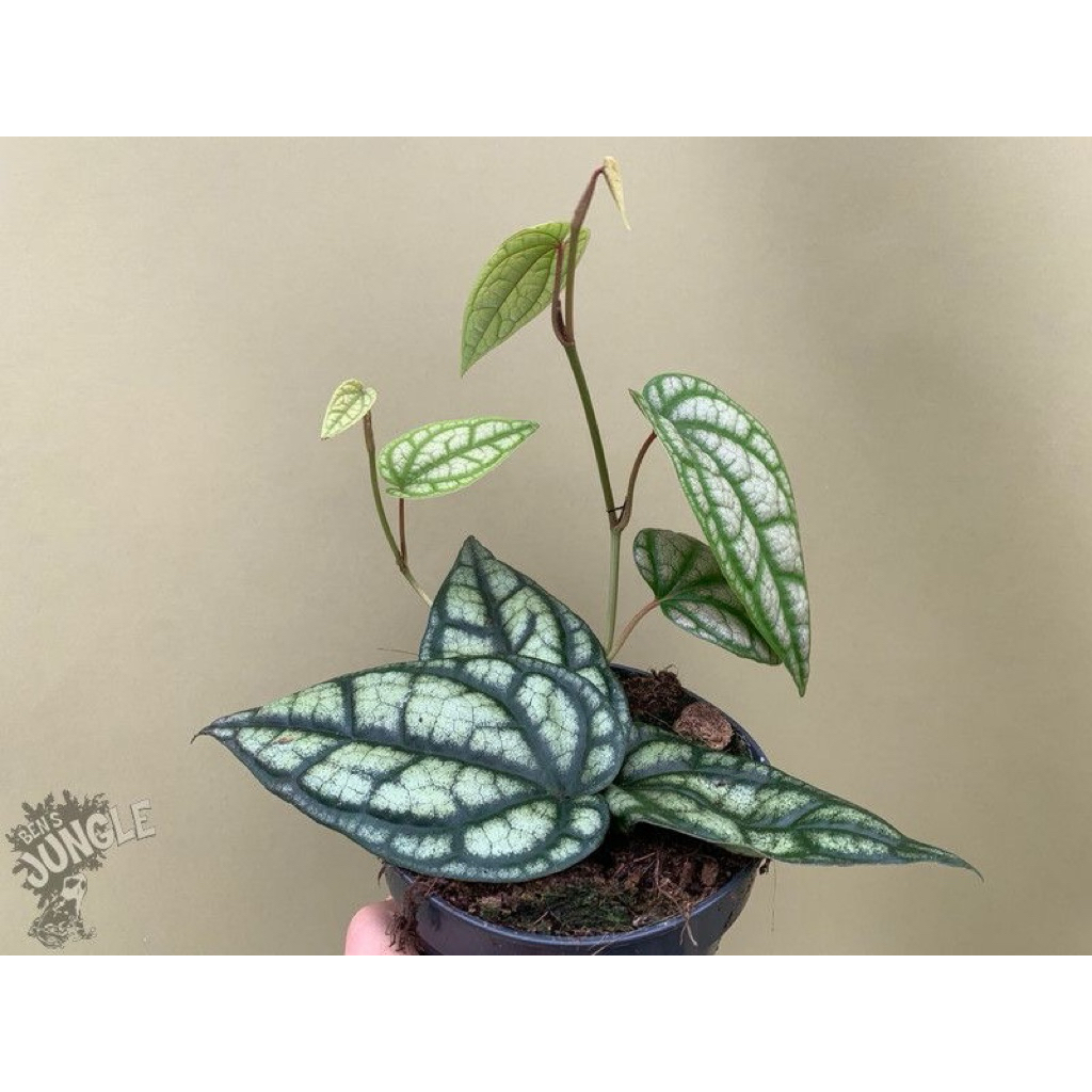 tanaman sirih silver - sirih silver rambat - pohon sirih silver