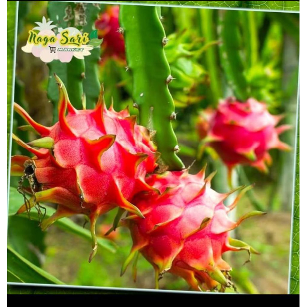 

buah naga merah 1kg/naga sari segar