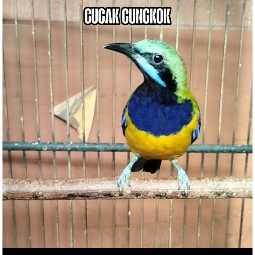 

Telur fertil siap tetas cucak cungkok per butir