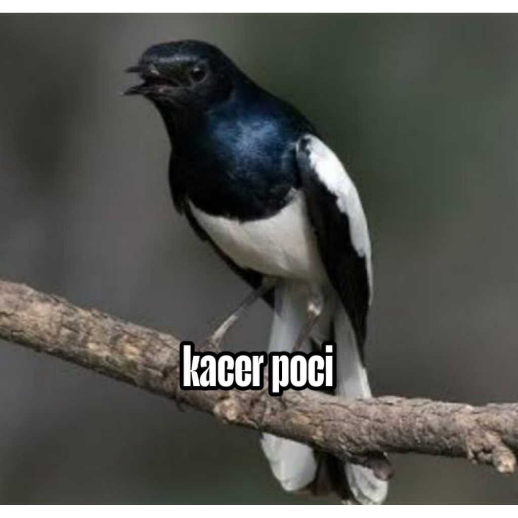 

Telur fertil siap tetas kacer poci (dada putih) 100% garansi menetas