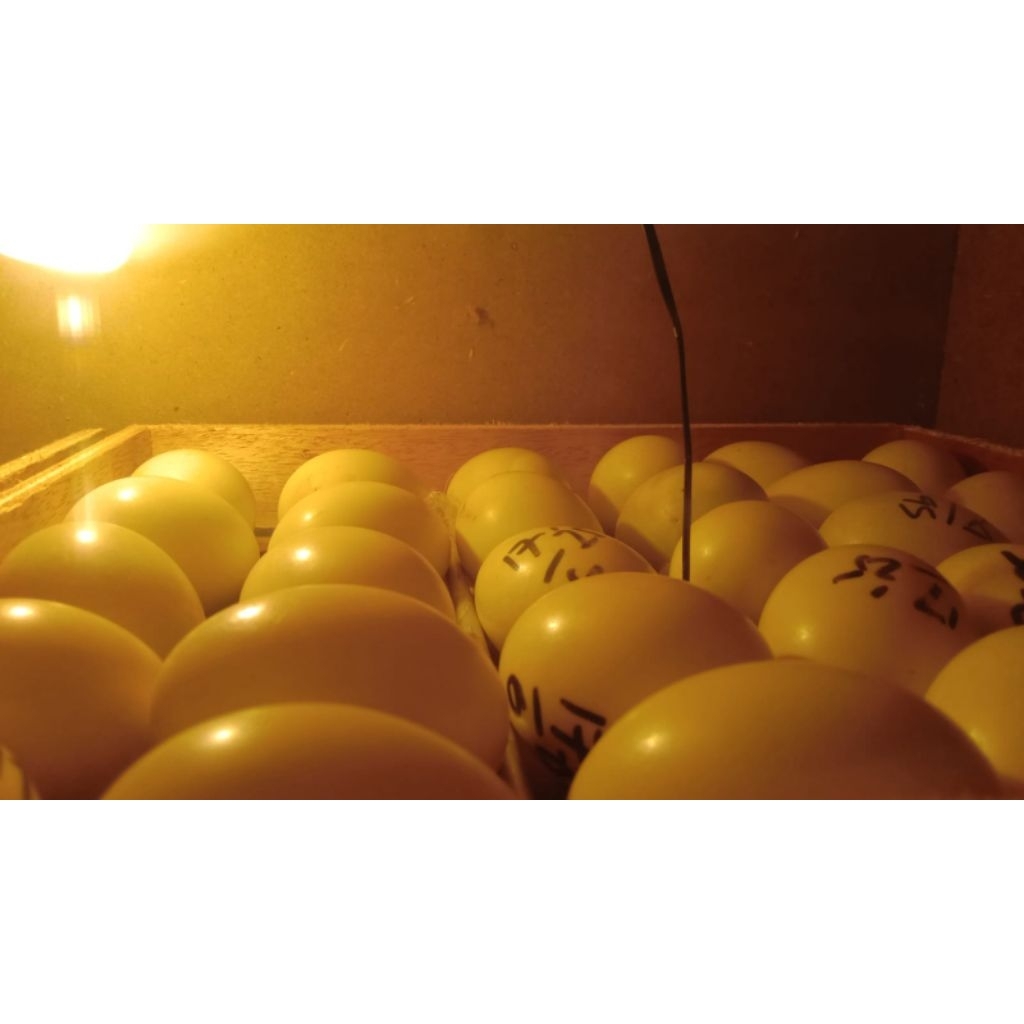 

TELUR ENTOK JUMBO FERTIL / DIKONSUMSI