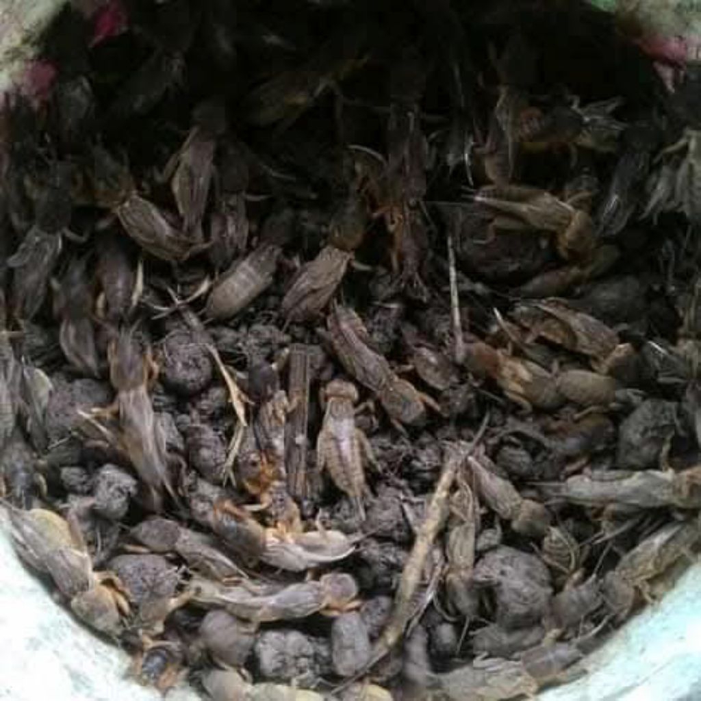 Umpan mancing gacor Ga'ang orong" (Grade A)