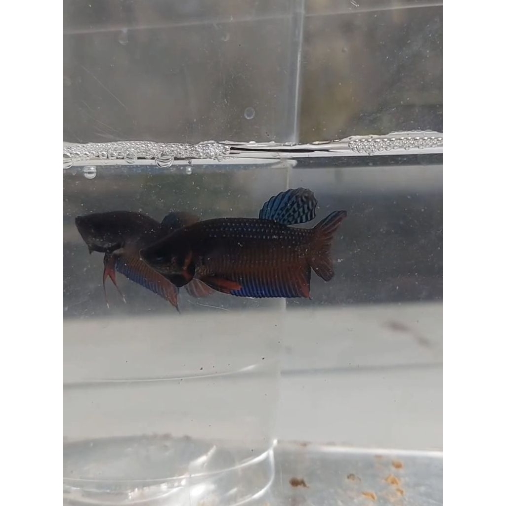 wild betta splendens dari rawa riau sumatra