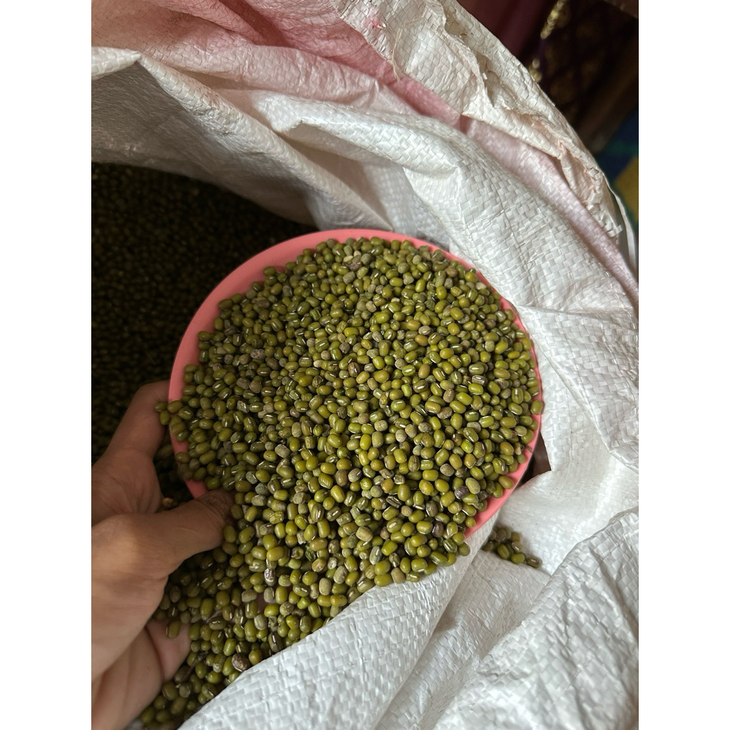 

Kacang hijau pertiwi