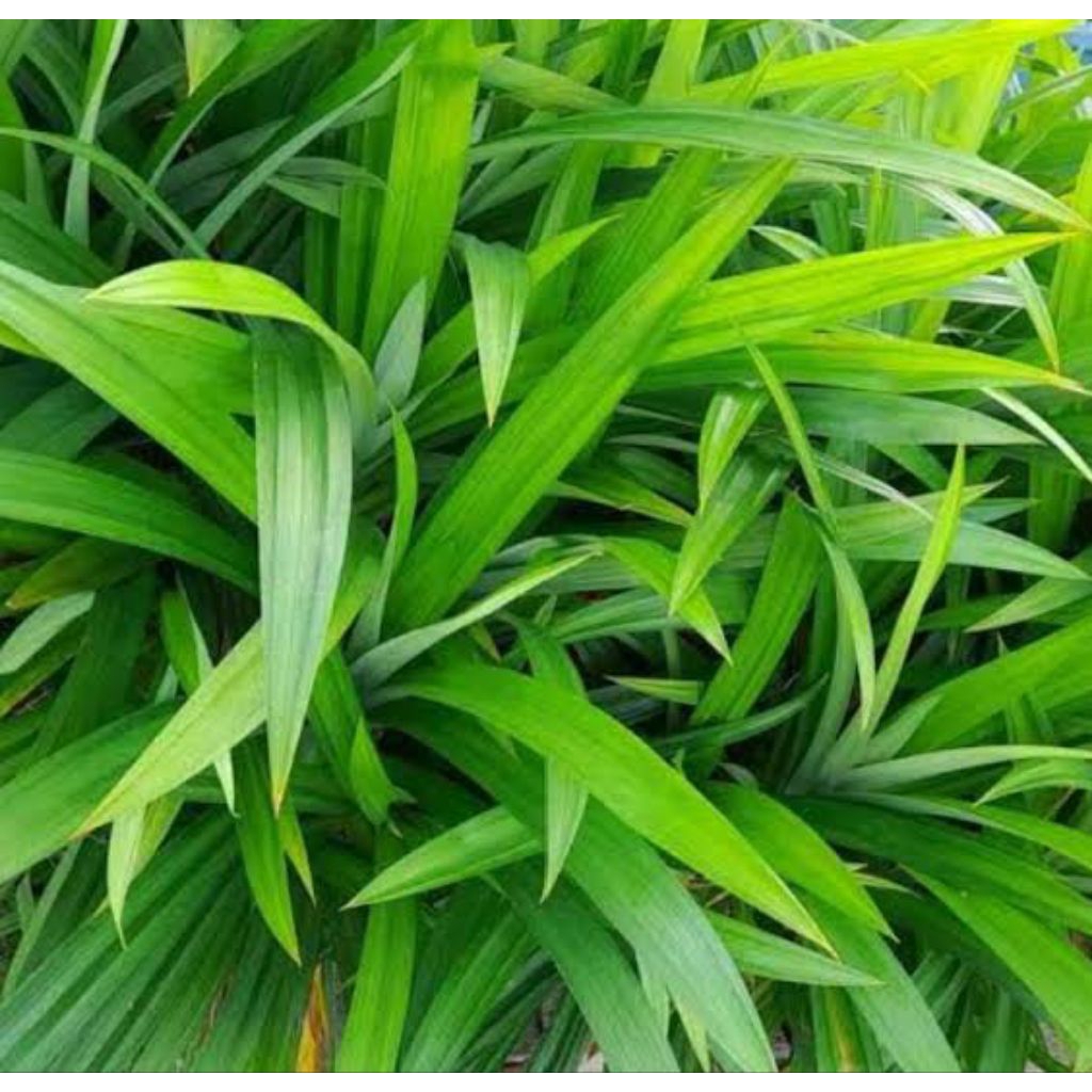 

Daun Pandan 5 pcs fresh