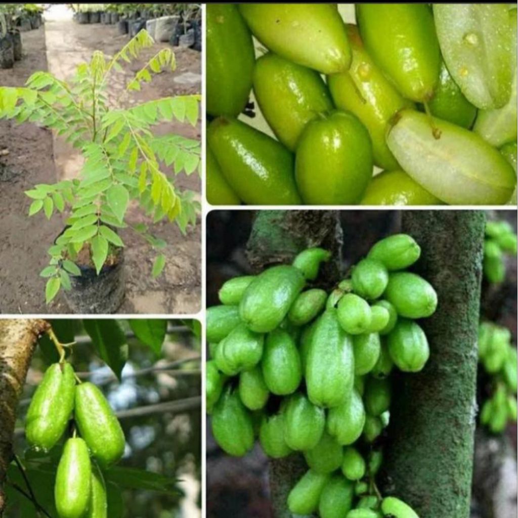 

belimbing wuluh/belimbing (sayur)