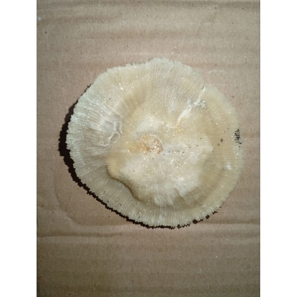 

pus4k4 jamur membatu unik antik