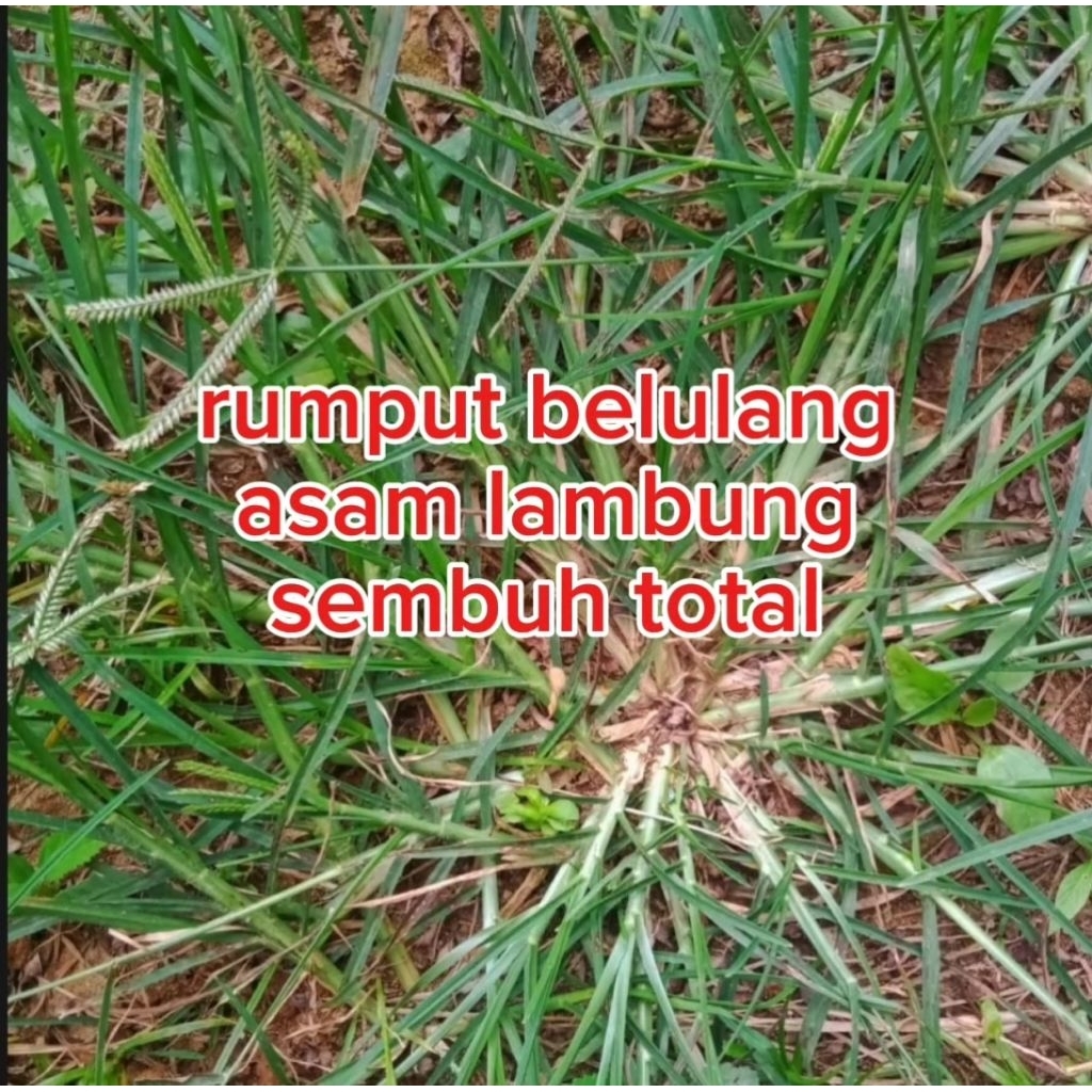 

belulang segar dipetik saat ada orderan / obat herbal / obat asam lambung / herbal alami / obat asam lambung