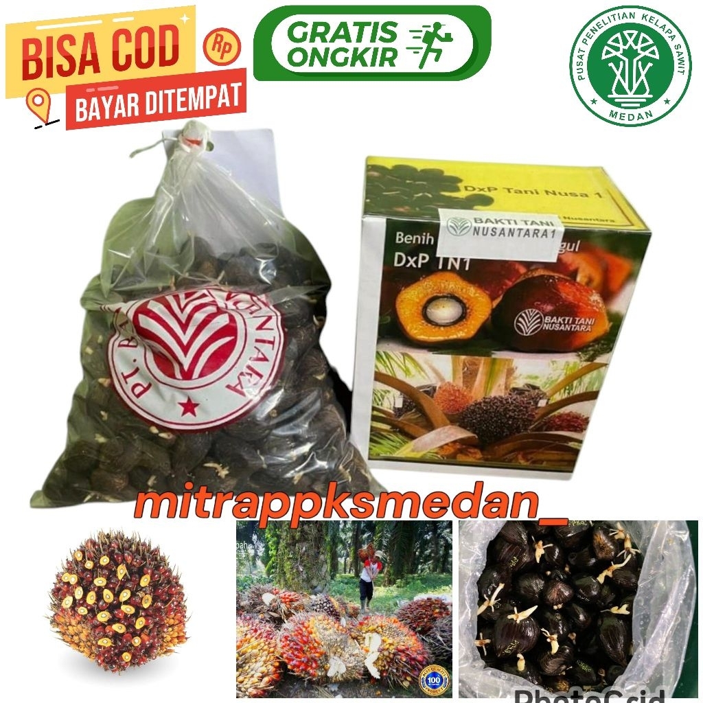 Bibit benih kecambah sawit DxP TN 1 ( ORIGINAL ) berkualitas dan bersertifikat isi 250 butir
