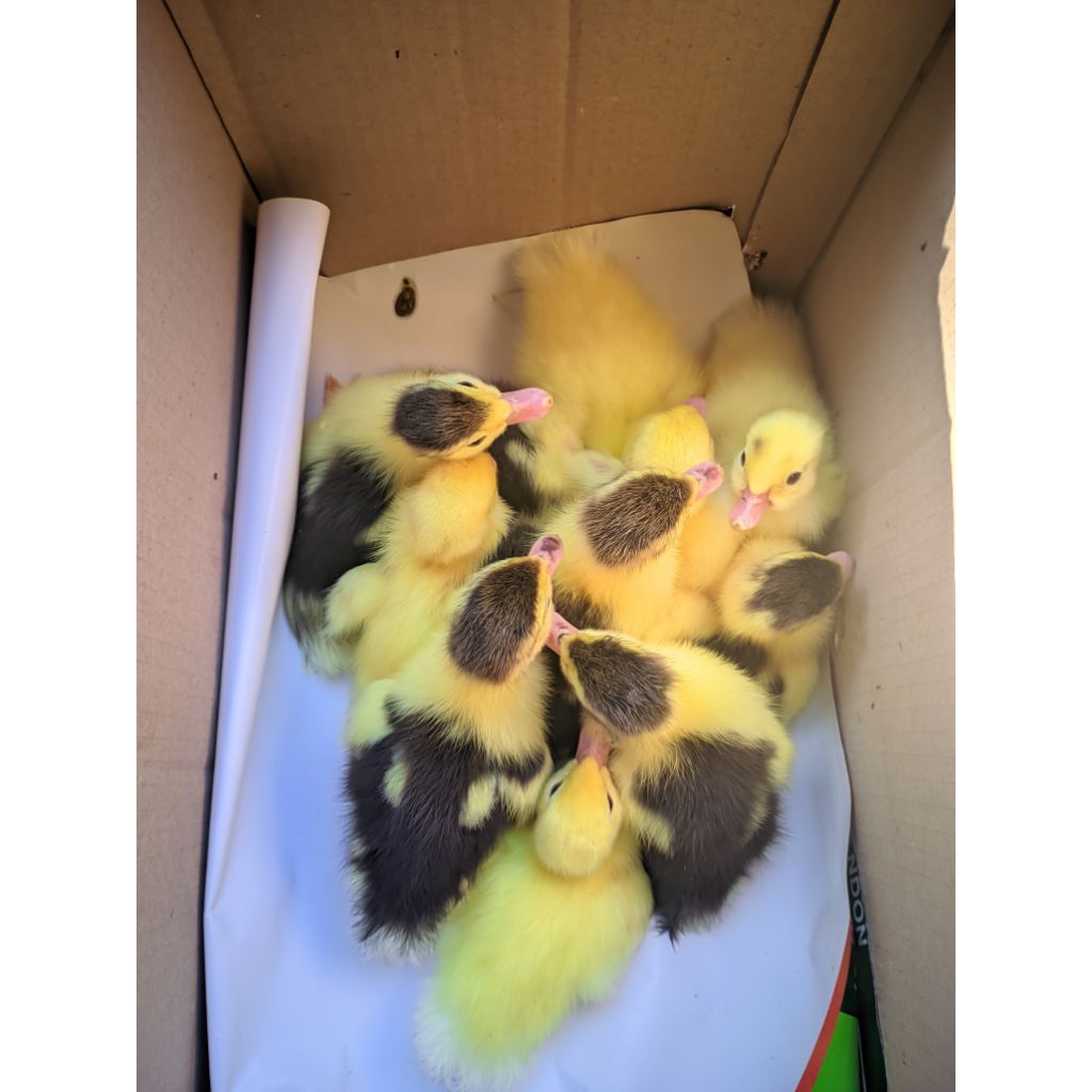 bibit entok superan jumbo rambon