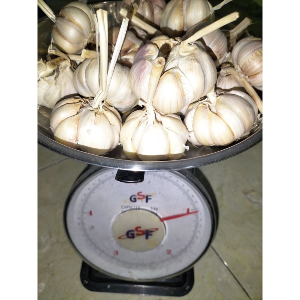 

bawang putih murce 1kg
