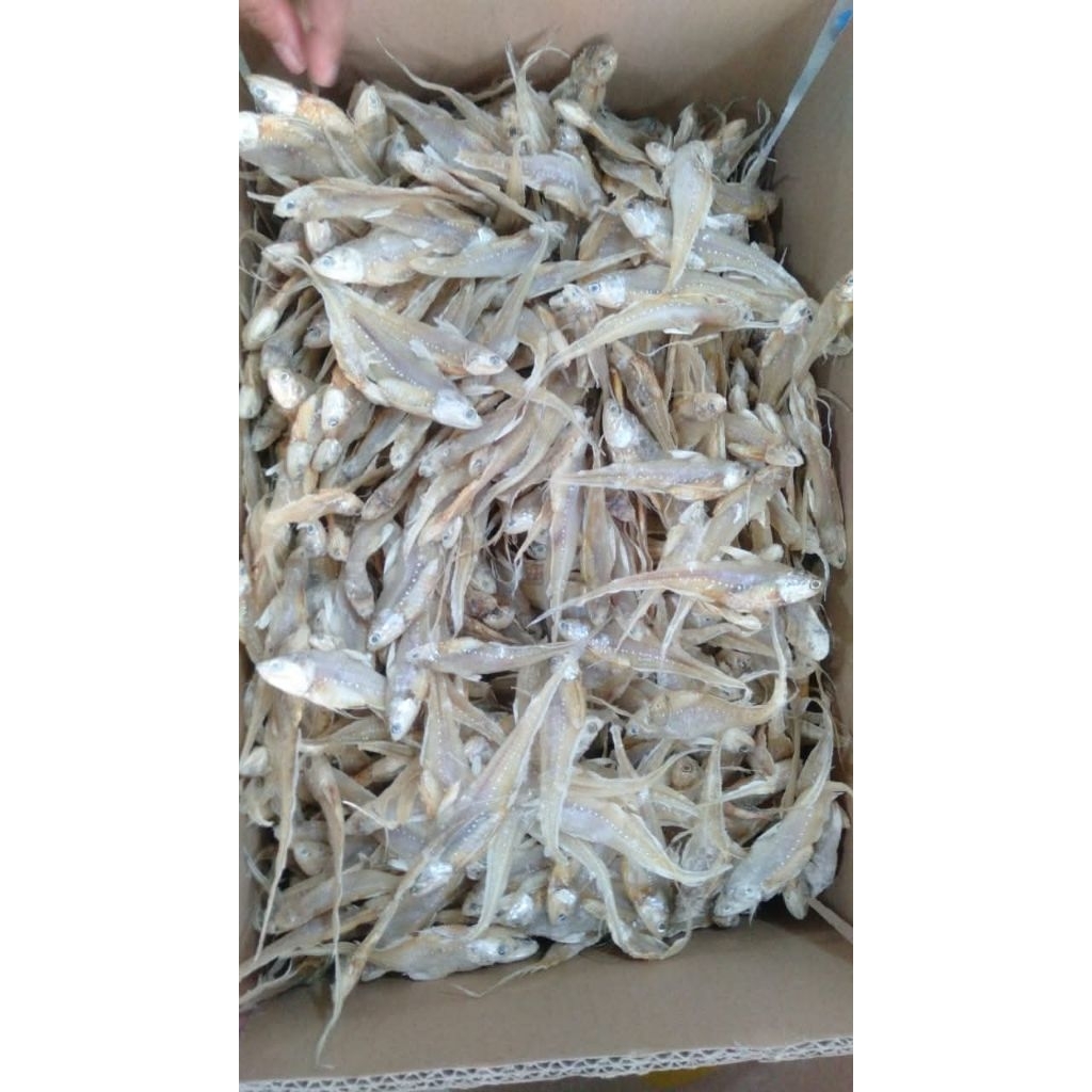 

IKAN BULUH AYAM TAWAR