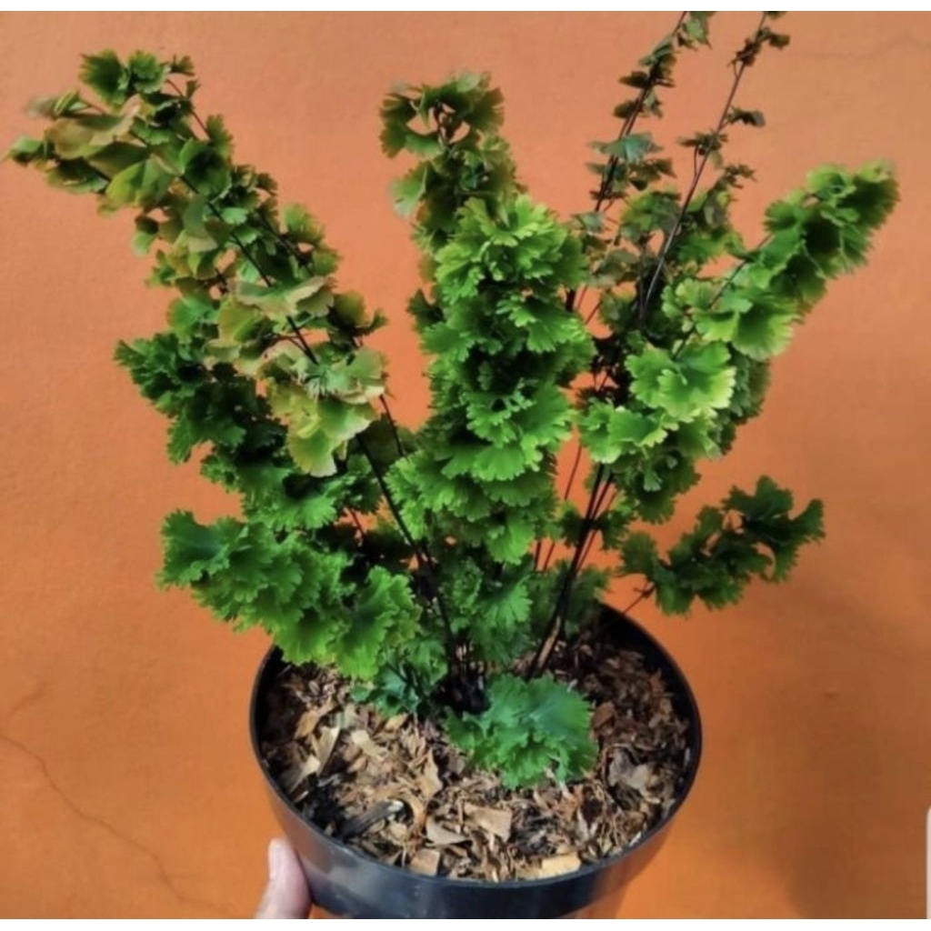 Pohon Suplir Tusuk Sate Tanaman Hias Indoor Pohon Suplir Tusuk Sate