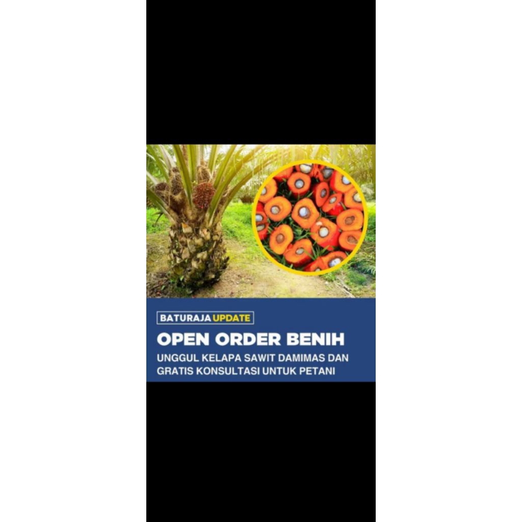 bibit unggul sawit Dxpdamimas