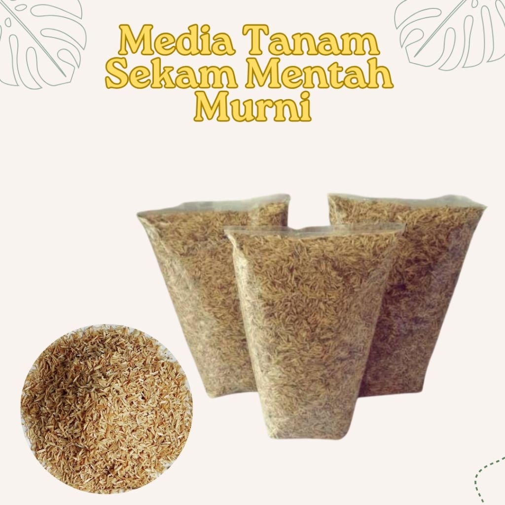 Media Tanam Sekam Padi Murni - Sekam Mentah - Media Tanam