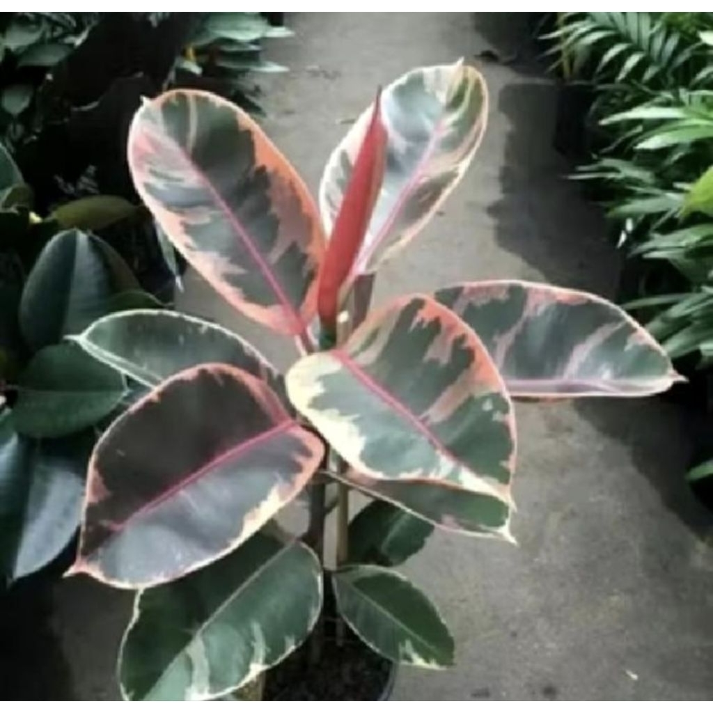 Pohon Karet Kebo Varigata Tanaman Hias Indoor Karet Kebo Varigata