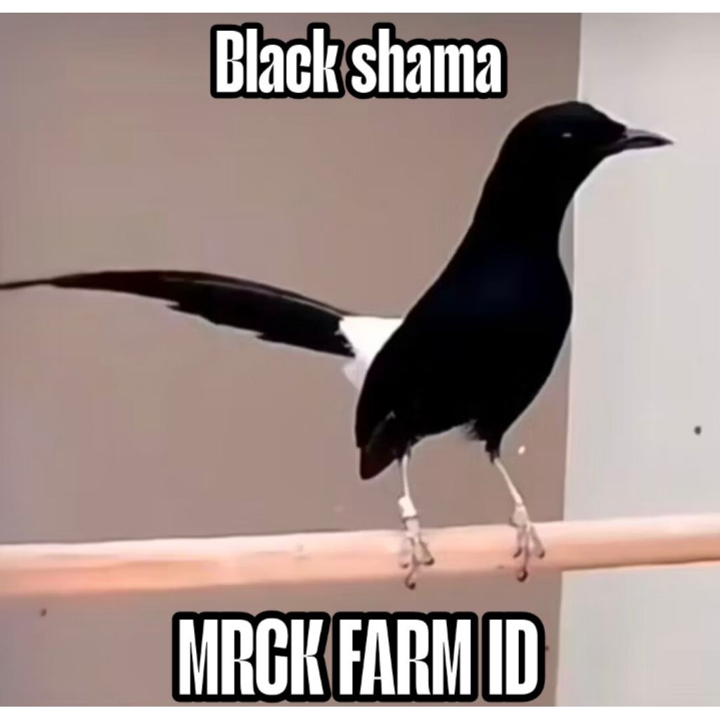 

promo paket 3 telur fertil siap tetas murai batu black shama garansi 100% menetas