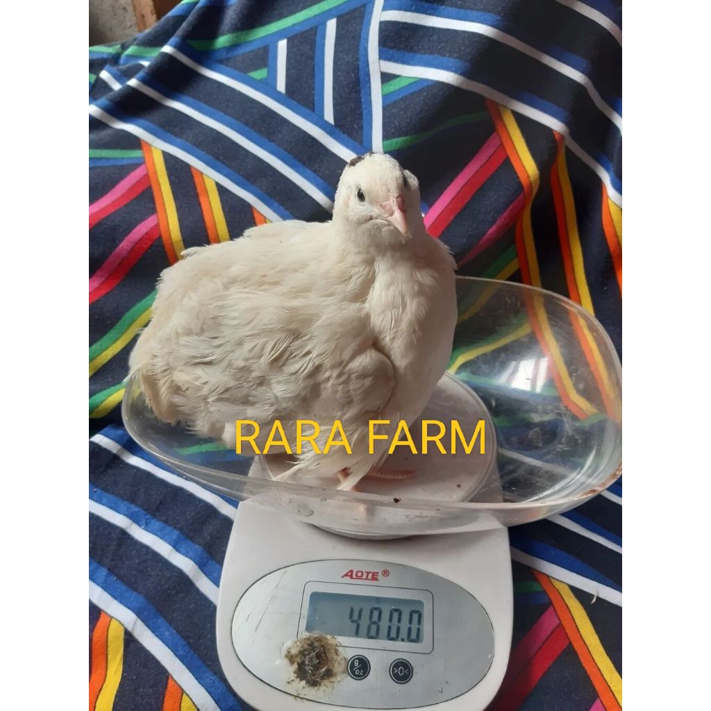 

TELUR PUYUH TEXAS SUPER JUMBO UNTUK DI TETASKAN