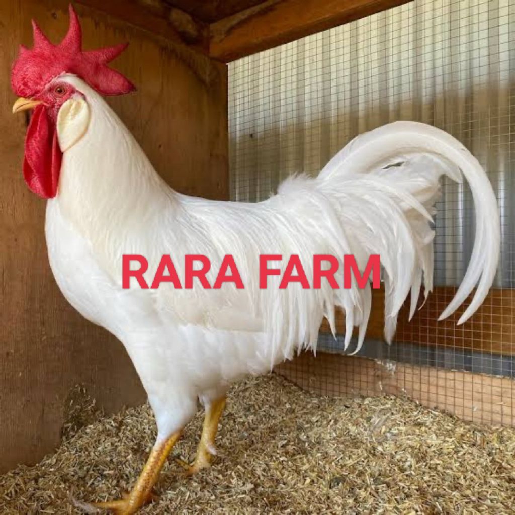 

TELUR AYAM WHITE LEGHORN ORI UNTUK DITETASKAN