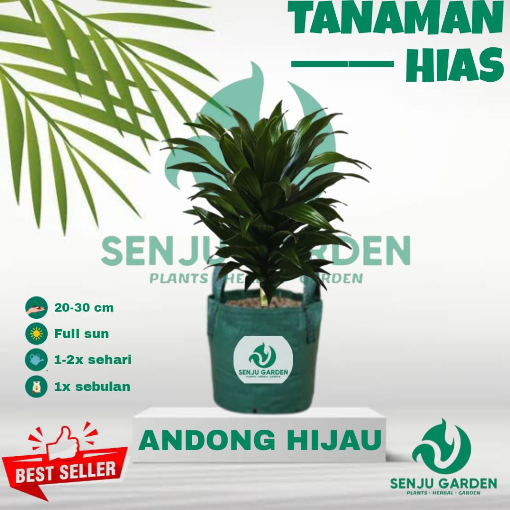Tanamam hias hanjuang hijau/ bibit tanaman hidup andong hijau/ andong hijau