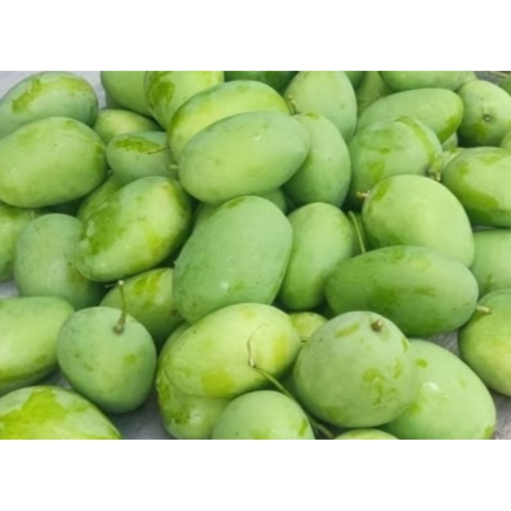 

mangga muda 1kg